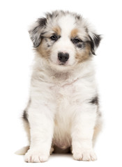 Australian Shepherd puppy sitting and portrait © Eric Isselée