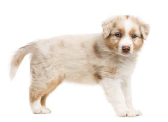 Side view of an Australian Shepherd puppy standing and portrait