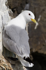 Dreizehenmöwe, Black-legged kittiwake, Rissa tridactyla