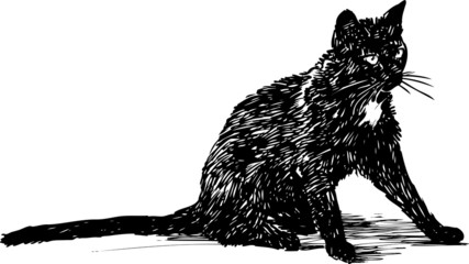 black cat