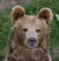 Bear (Ursus arctos) - obrazy, fototapety, plakaty