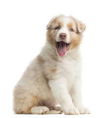 Obraz premium Australian Shepherd puppy, 8 weeks old, sitting
