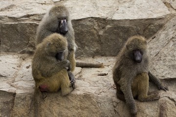 baboons - obrazy, fototapety, plakaty