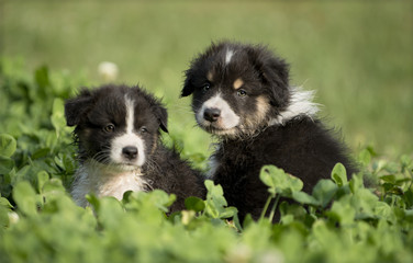 Australian Shepherd puppies outdoors © Eric Isselée