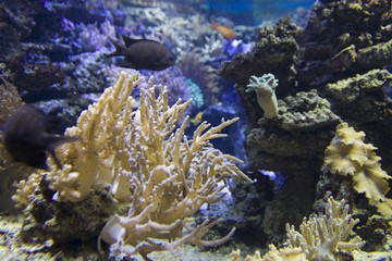 Coral reefs - obrazy, fototapety, plakaty