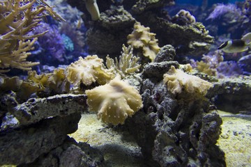 Coral reefs - obrazy, fototapety, plakaty