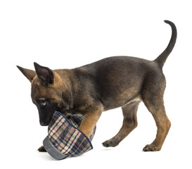 Belgian Shepherd puppy playing with a slipper
