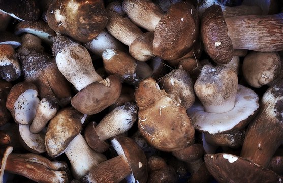 Mushrooms (Boletus edulis) - background