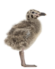 Naklejka premium Side view of an European Herring Gull chick, Larus argentatus