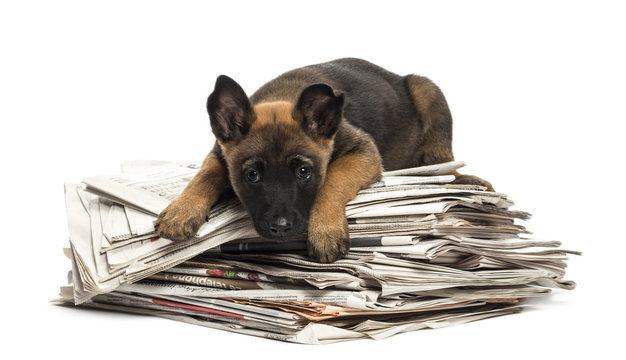 Belgian Shepherd lying on a pile of newspaper