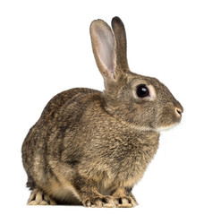 European rabbit or common rabbit, 3 months old