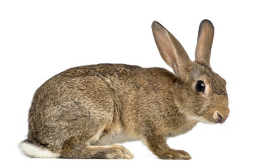 European rabbit or common rabbit, 3 months old