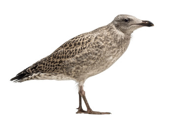 European Herring Gull, Larus argentatus