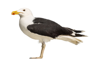 Side view of a Male Great Black-backed Gull, Larus marinus