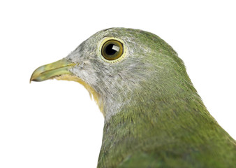 Black-naped Fruit Dove, Ptilinopus melanospilus, 2.5 months old