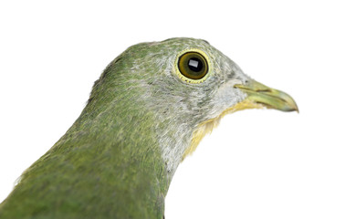 Black-naped Fruit Dove, Ptilinopus melanospilus, 2.5 months old