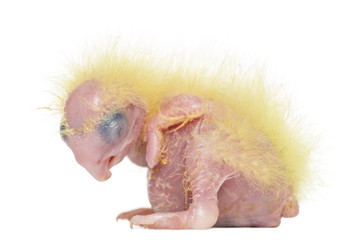 Sulphur-crested Cockatoo chick sleeping, Cacatua galerita
