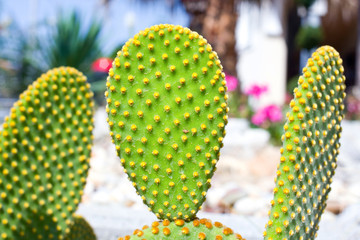 Closeup of Opuntia ficus-indica cactus