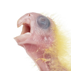 Sulphur-crested Cockatoo chick calling, Cacatua galerita