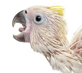 Sulphur-crested Cockatoo calling, Cacatua galerita