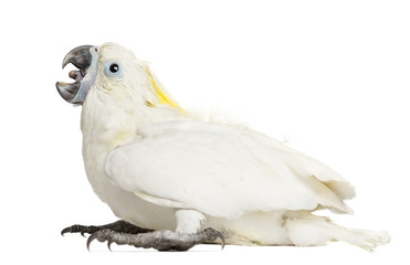 Sulphur-crested Cockatoo, Cacatua galerita, 8 weeks old