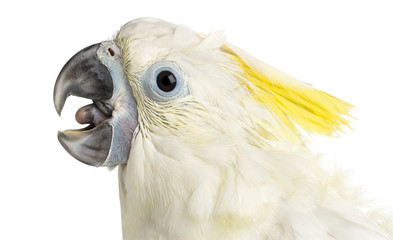 Sulphur-crested Cockatoo, Cacatua galerita, 8 weeks old