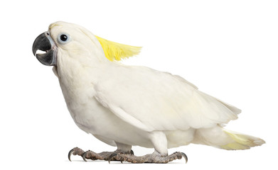 Sulphur-crested Cockatoo, Cacatua galerita
