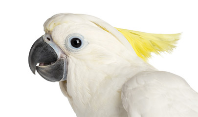 Sulphur-crested Cockatoo, Cacatua galerita, 9 weeks old © Eric Isselée