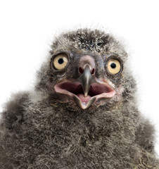 Fototapeta premium Snowy Owl chick, Bubo scandiacus