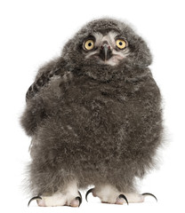 Snowy Owl chick, Bubo scandiacus, 31 days old
