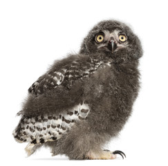 Fototapeta premium Snowy Owl chick, Bubo scandiacus
