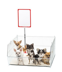 Chihuahuas in cage with white board against white background