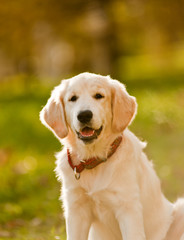 golden retriever puppy(small DOF)