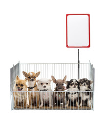 Chihuahuas in cage with white board against white background