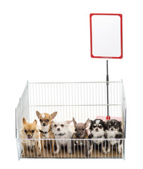 Chihuahuas in cage with white board against white background