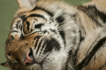 Sleeping tiger