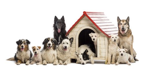 Large group of dogs in and surrounding a kennel - obrazy, fototapety, plakaty