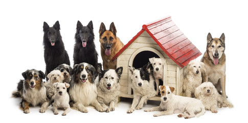 Large group of dogs in and surrounding a kennel