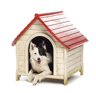 Border Collie in a kennel against white background