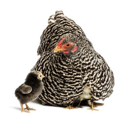 Chicks hiding under mother Hen against white background