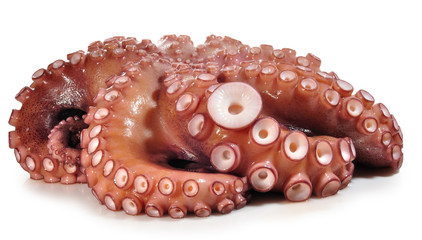 Pulpo.