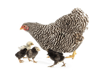 Mother Hen walking with its chicks against white background