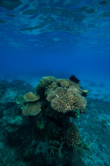 テーブル珊瑚
