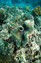 オオシャコガイ