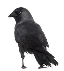 Rear view of a Western Jackdaw looking back, Corvus monedula
