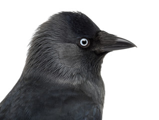 Close-up of a Western Jackdaw, Corvus monedula