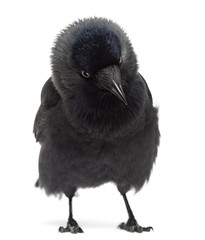 Western Jackdaw looking down, Corvus monedula