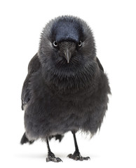 Western Jackdaw portrait, Corvus monedula, (or Eurasian Jackdaw)