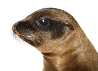 Young Close-up of a California Sea Lion, Zalophus californianus