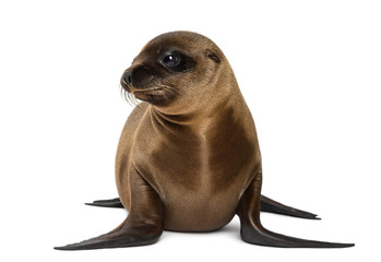 Young California Sea Lion, Zalophus californianus © Eric Isselée